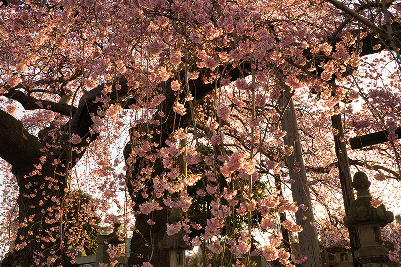 日輪寺のしだれ桜