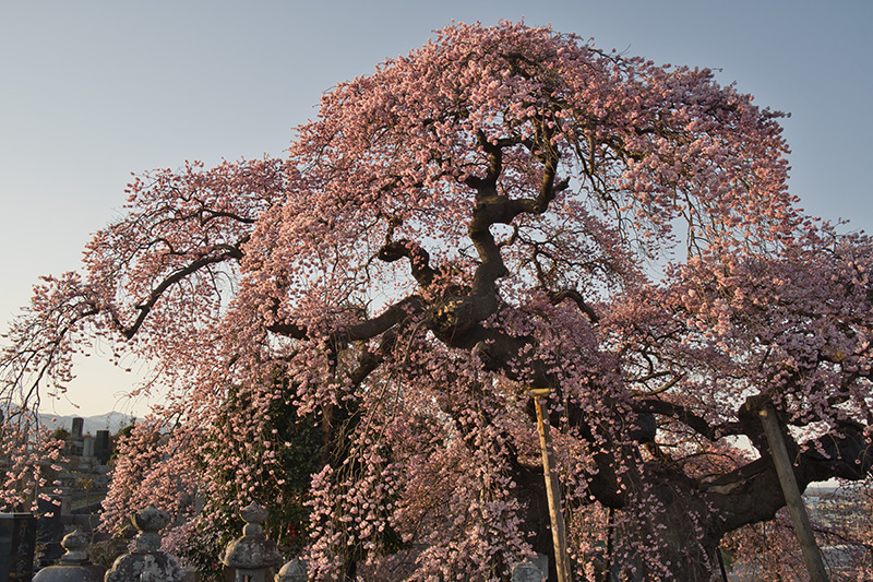 桜と安達太良山