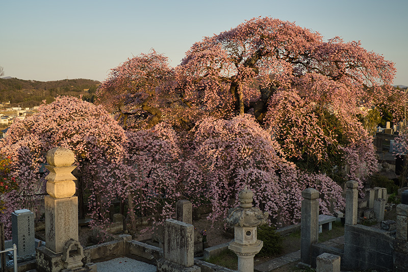 しだれ桜と本宮の街並み