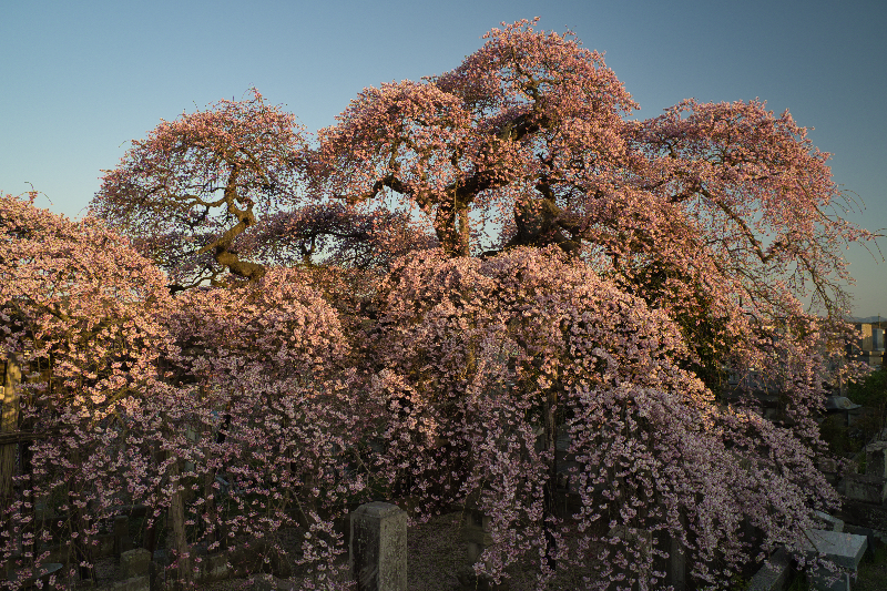 夕暮れの桜