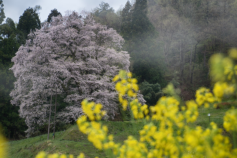 菜の花と駒桜