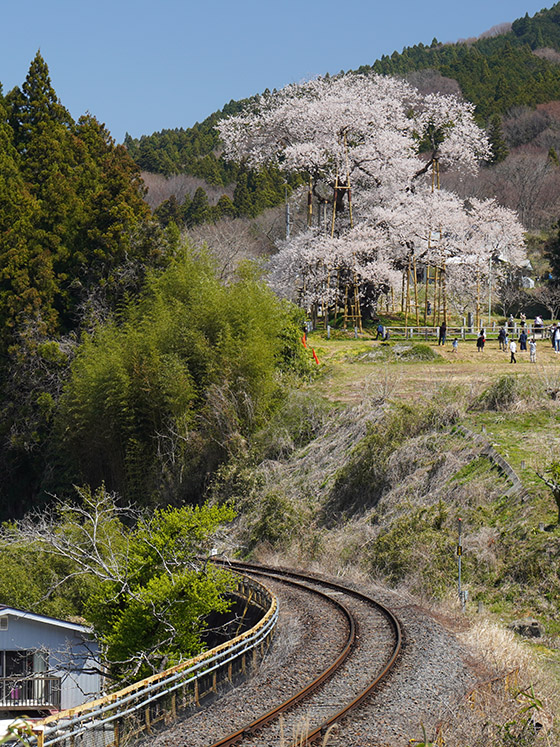 水郡線と戸津辺の桜