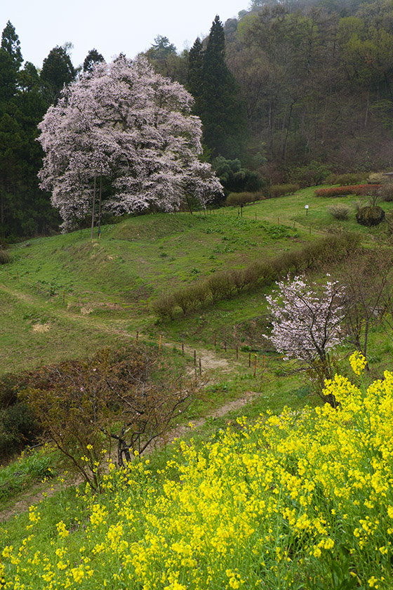 菜の花と駒桜