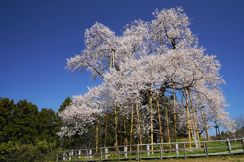 青空と戸津辺の桜