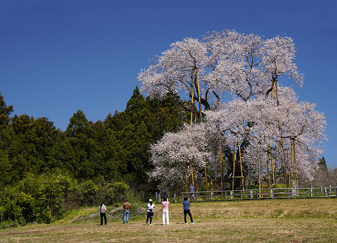 福島桜番付「大関」の桜2本––矢祭町・戸津辺の桜と川俣町・秋山の駒桜