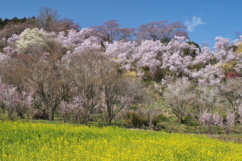 花見山公園