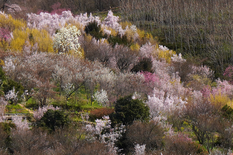 花見山