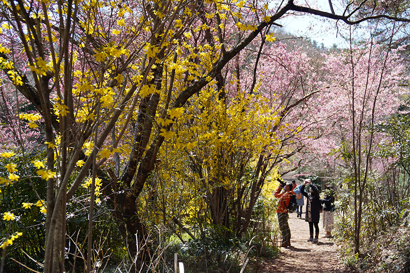 花見山遊歩道