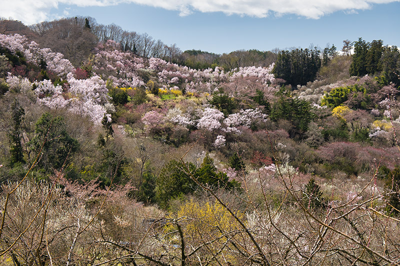 桃畑から花見山