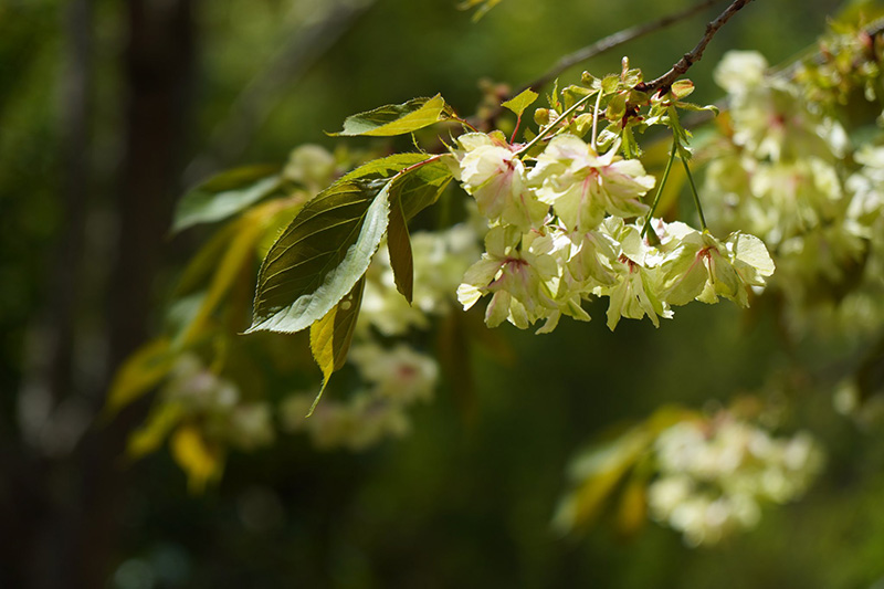 緑の八重桜