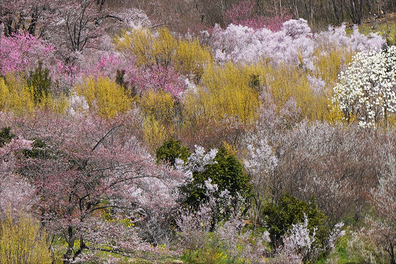 春の山肌