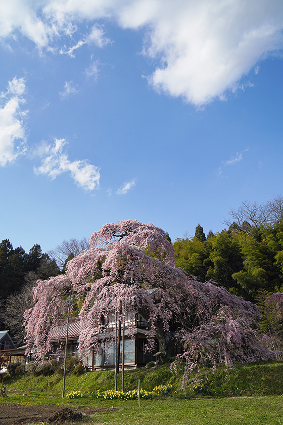 横田陣屋御殿桜