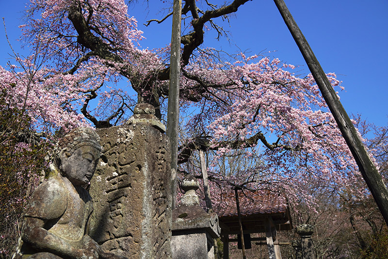 桜と鐘撞堂