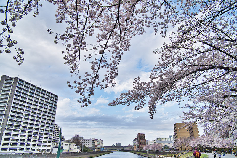 東京の桜