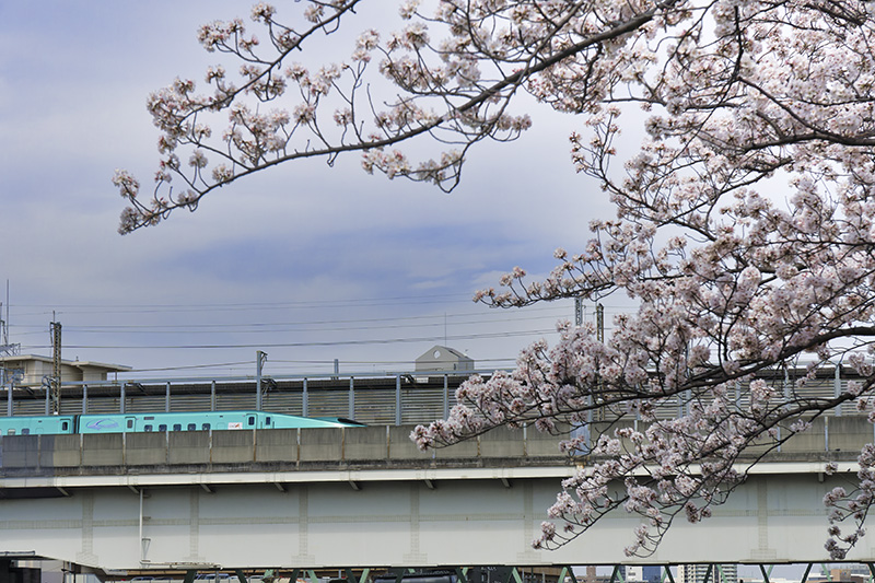 桜と東北新幹線