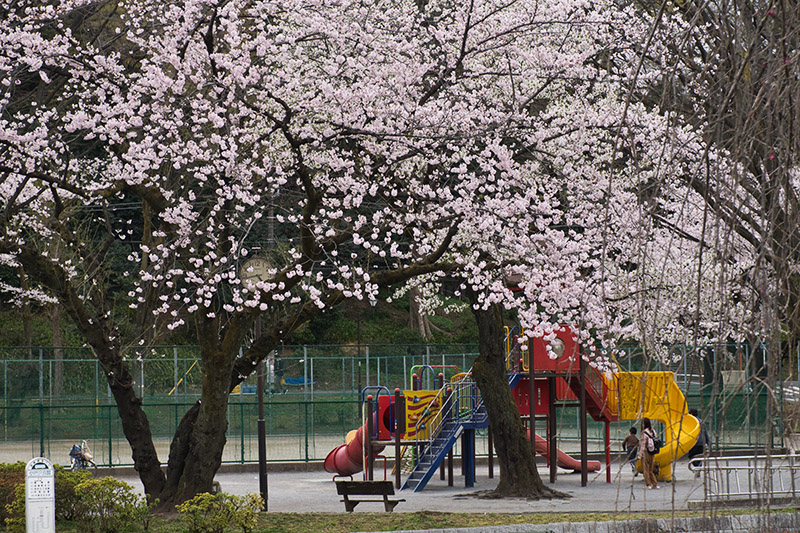 遊具と桜