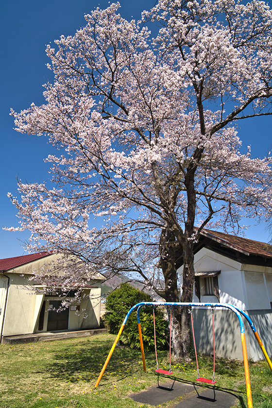 福島の遊具と桜