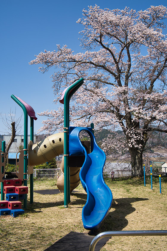 遊具と桜