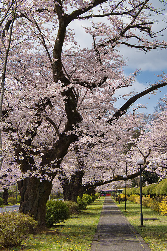 三鷹市某所の桜並木