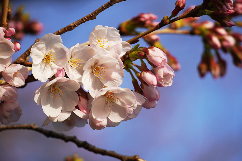 東京の桜