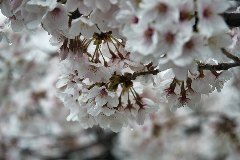 雨桜