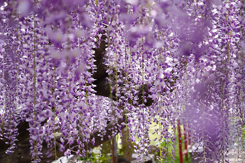 咲き乱れる藤の花