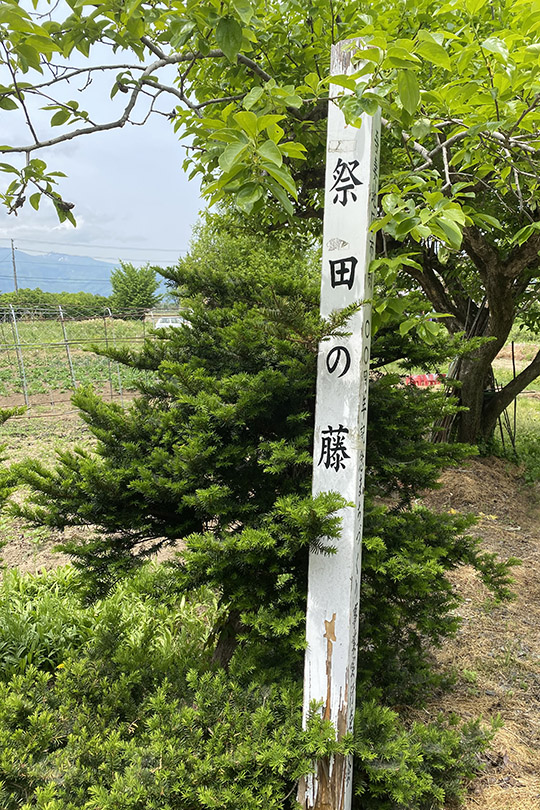 祭田の藤看板