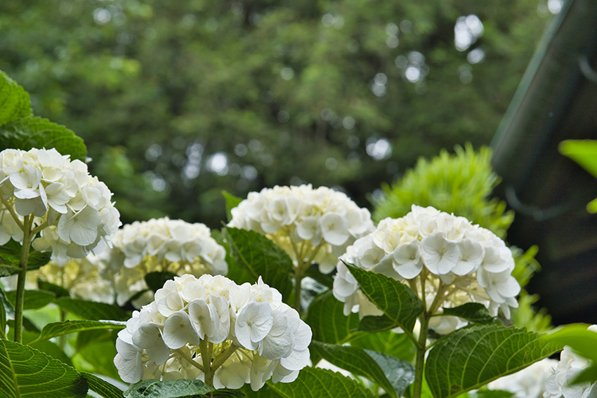 白い紫陽花