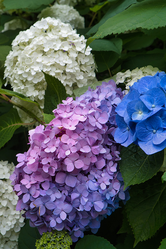 パステルカラー変わり咲き