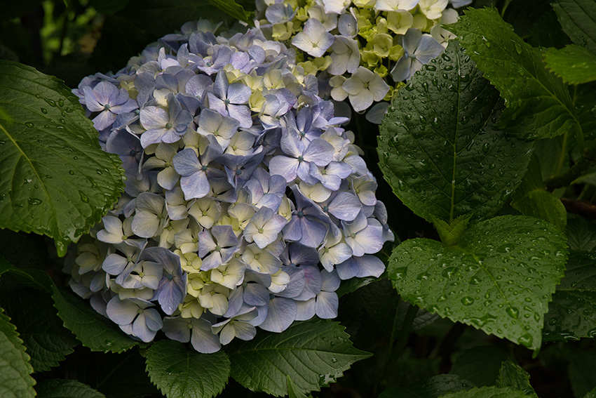 あじさいに雫