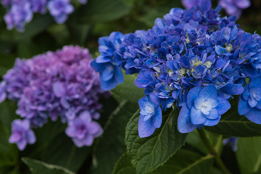 八重咲きアジサイ