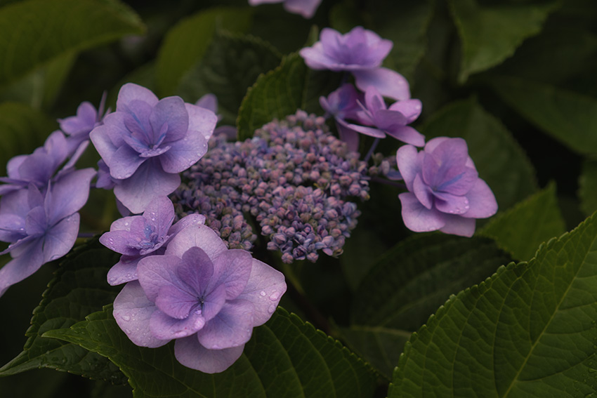 ピンクのガクアジサイ