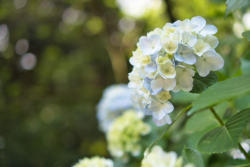 紫陽花を明るく