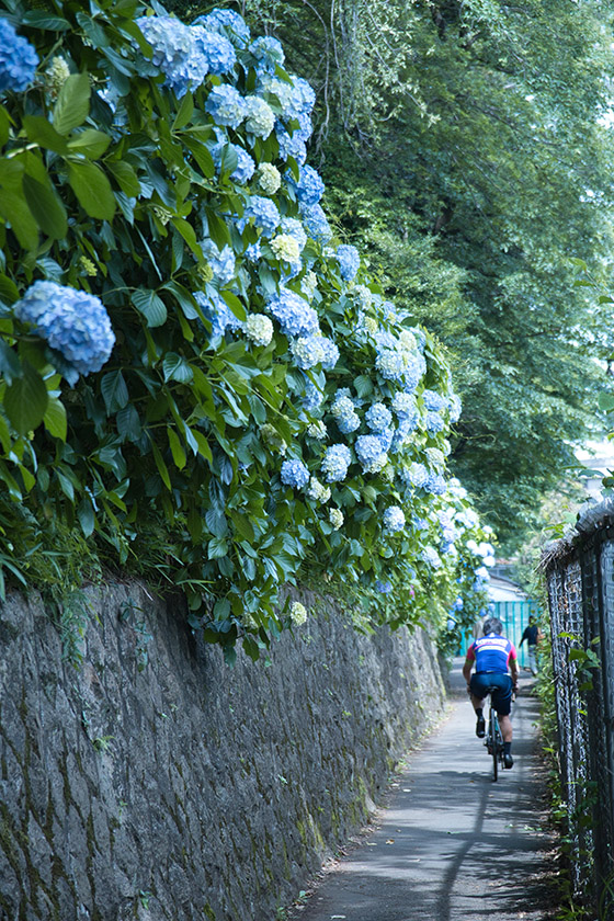 あじさいとロードバイク