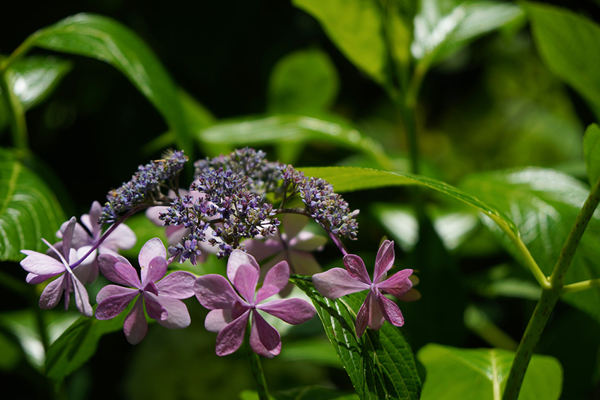 シックなガクアジサイ