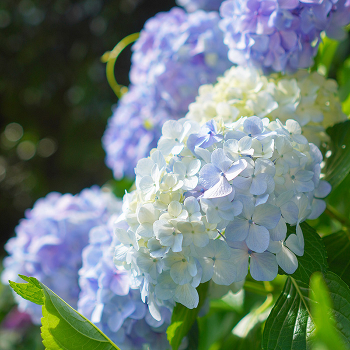 晴れた日の紫陽花を明るく撮ってみたい –– 東京都・飛鳥山公園にて