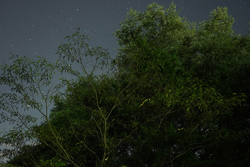 ホタルは星空へ