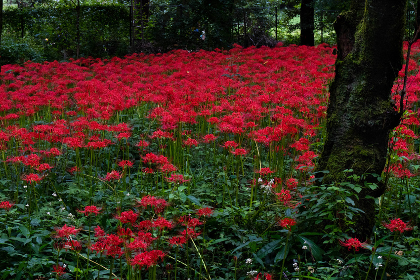 野川公園の曼珠沙華