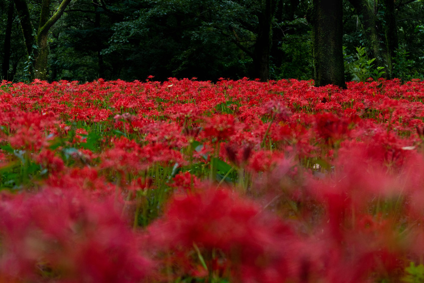 野川公園彼岸花群生地