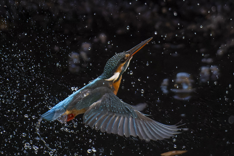 善福寺公園でカワセミの飛び込みを撮ってきました！ - sunsun fineな日々