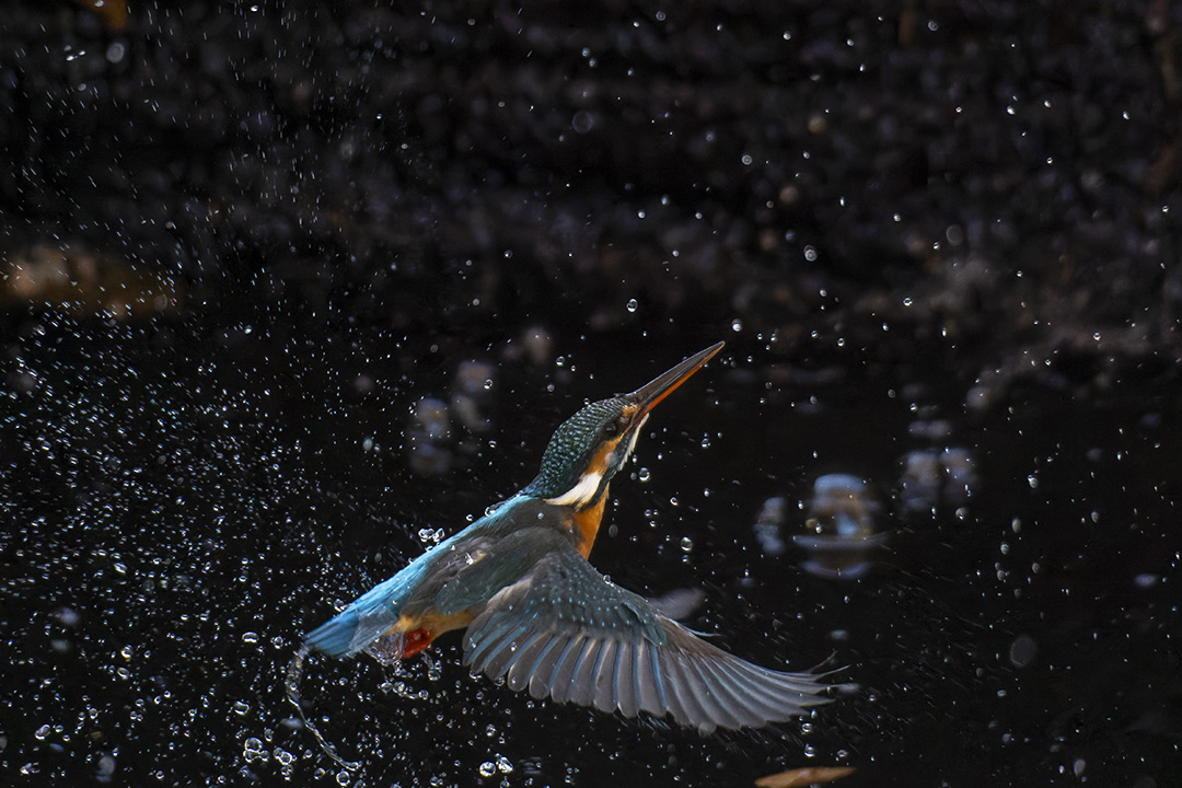 カワセミの飛び出し