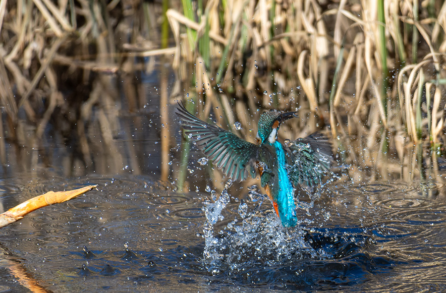 Kingfisher