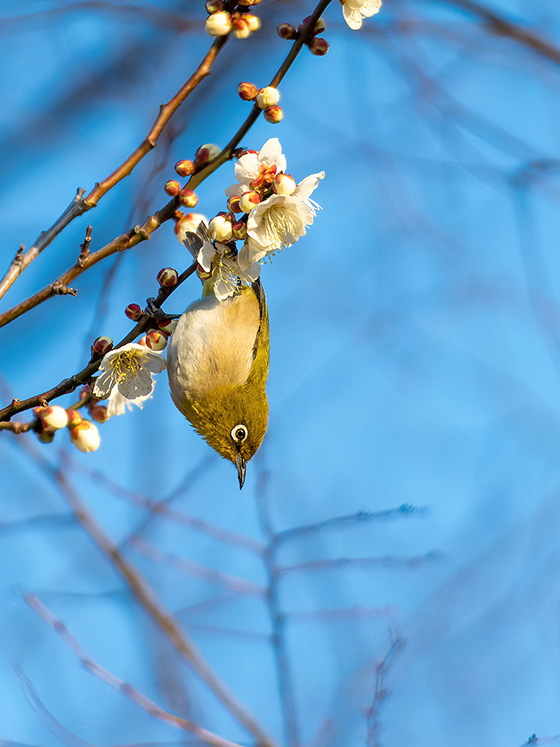 下を見るメジロ