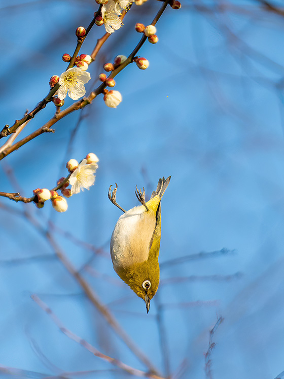 落下するメジロ