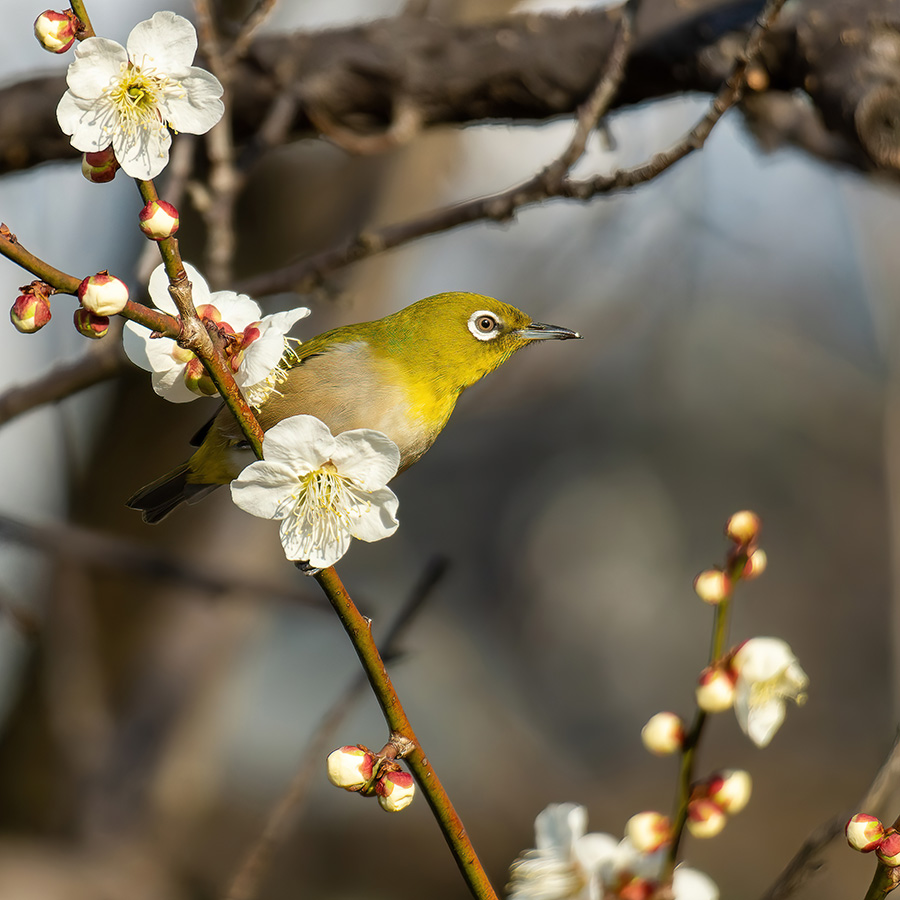 2023年のウメジロー