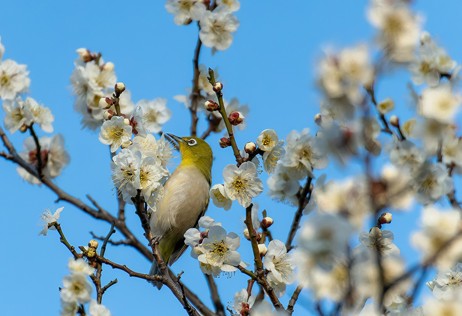 蜜を吸うウメジロー