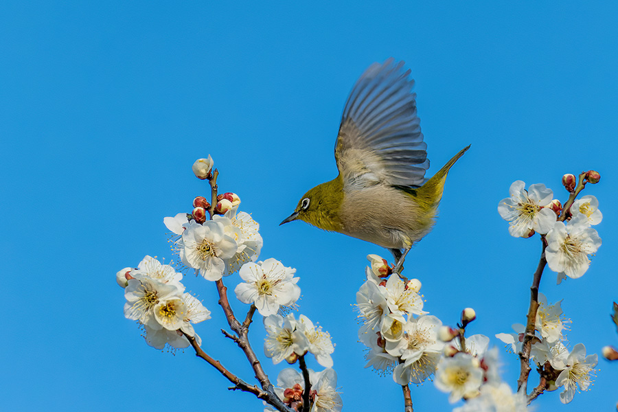 羽を広げる梅ジロー