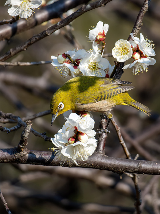 ウメジローの背中にも梅