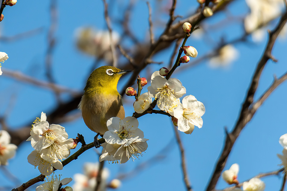 梅にメジロ