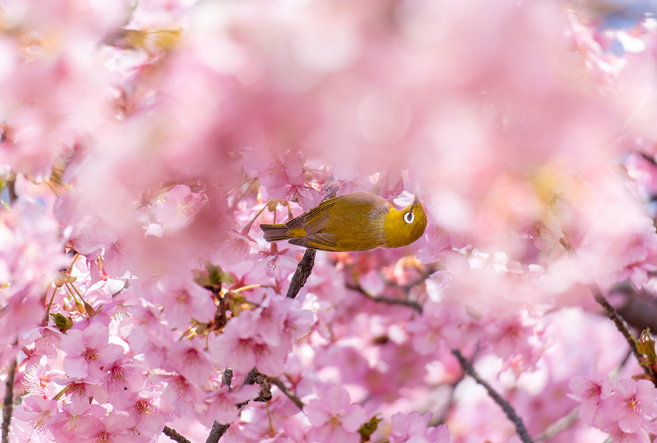 河津桜にメジロ